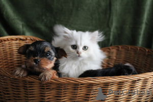 Foto №2 zu Ankündigung № 84031 zu verkaufen yorkshire terrier - einkaufen USA quotient 	ankündigung