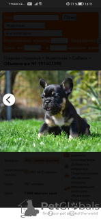 Foto №2 zu Ankündigung № 119393 über den Kauf französische bulldogge - einkaufen Tschechische Republik vom kindergarten, züchter