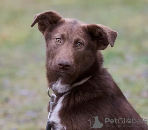 Foto №2 zu Ankündigung № 21675 zu verkaufen mischlingshund - einkaufen Russische Föderation quotient 	ankündigung