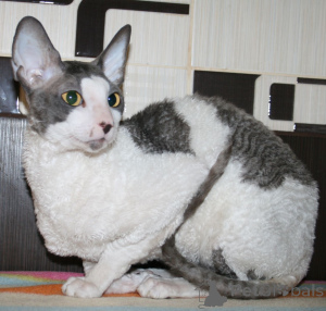 Foto №3. Niedliche Cornish-Rex-Kätzchen sind derzeit verfügbar. Bulgarien