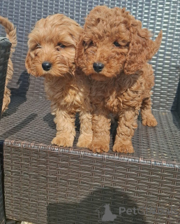 Foto №2 zu Ankündigung № 148559 zu verkaufen cavalier king charles spaniel - einkaufen Deutschland züchter