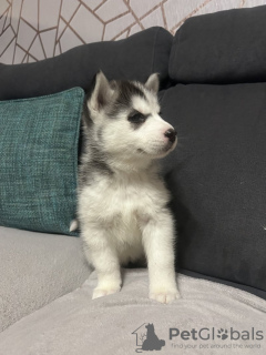 Foto №3. Blue Eyed Siberian Husky Welpen zum Verkauf. USA