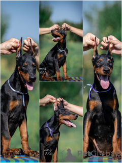 Foto №3. Doberman puppies for sale. Serbien