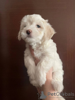 Foto №4. Ich werde verkaufen maltipu in der Stadt Москва. quotient 	ankündigung - preis - 1327€