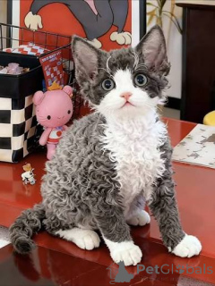 Foto №1. devon rex - zum Verkauf in der Stadt Antwerpen | 500€ | Ankündigung № 172706