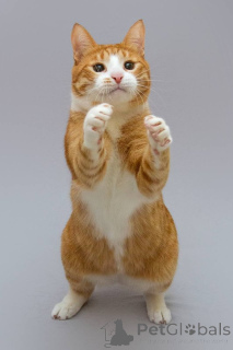 Foto №4. Ich werde verkaufen  in der Stadt Chimki. aus dem tierheim - preis - Frei