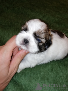 Foto №3. Shih Tzu. Litauen