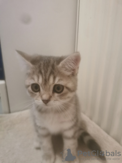 Foto №3. Bkh. Deutschland