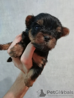 Foto №2 zu Ankündigung № 100417 zu verkaufen yorkshire terrier - einkaufen Lettland quotient 	ankündigung, züchter