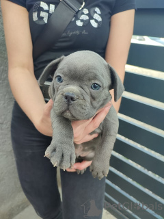 Zusätzliche Fotos: welpen der französischen bulldogge zu verkaufen