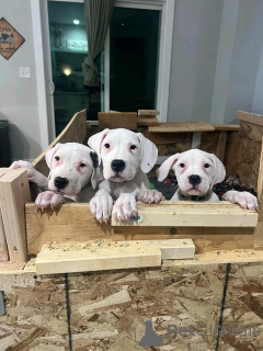 Foto №1. dogo argentino - zum Verkauf in der Stadt Berlin | 1000€ | Ankündigung № 137783