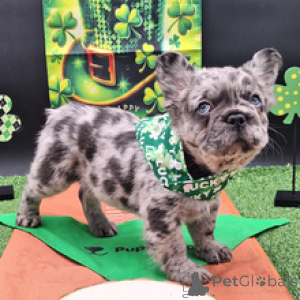 Foto №3. Französischer Bulldogge-Rüde, 9 Wochen alt, bereit, nach Hause zu gehen. Deutschland