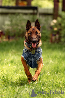 Foto №1. belgischer schäferhund - zum Verkauf in der Stadt Москва | Frei | Ankündigung № 135522