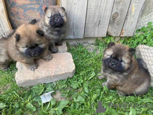 Foto №1. chow-chow - zum Verkauf in der Stadt Šid | verhandelt | Ankündigung № 168491