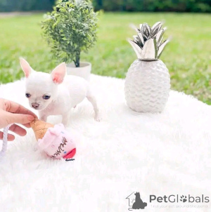 Foto №4. Ich werde verkaufen chihuahua in der Stadt Lempäälä. quotient 	ankündigung, aus dem tierheim, züchter - preis - 691€