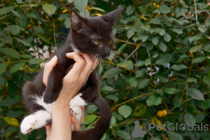 Zusätzliche Fotos: Wunderschöne Kätzchen als Geschenk