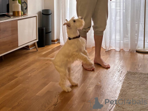 Foto №2 zu Ankündigung № 135098 zu verkaufen schnauzer - einkaufen Serbien quotient 	ankündigung