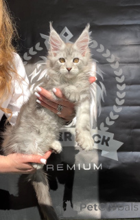 Foto №1. maine-coon-katze - zum Verkauf in der Stadt Denver | 1594€ | Ankündigung № 140842