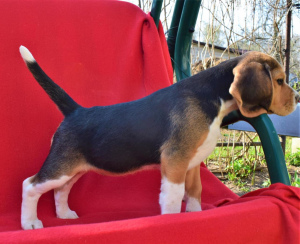 Foto №3. Beagle-Welpen werden Ihrer Aufmerksamkeit angeboten. Geburtsdatum ist der 11.. Russische Föderation