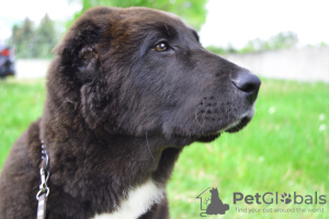 Foto №2 zu Ankündigung № 21112 zu verkaufen mischlingshund - einkaufen Polen züchter