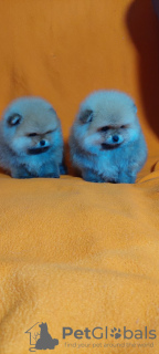 Foto №3. Pommerscher Spitz (Mädchen und Junge) FCI. Ukraine