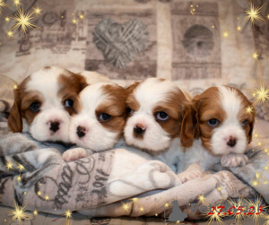 Foto №2 zu Ankündigung № 145658 zu verkaufen cavalier king charles spaniel - einkaufen Weißrussland züchter