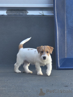 Foto №4. Ich werde verkaufen jack russell terrier in der Stadt Berlin. quotient 	ankündigung, züchter - preis - verhandelt