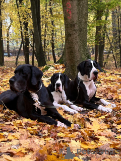 Foto №4. Ich werde verkaufen deutsche dogge in der Stadt Bischkek. vom kindergarten - preis - verhandelt