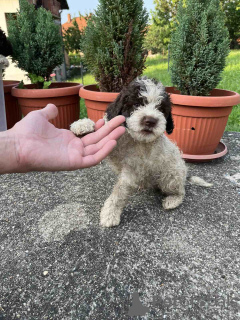 Foto №4. Ich werde verkaufen lagotto romagnolo in der Stadt Smederevo. quotient 	ankündigung - preis - verhandelt