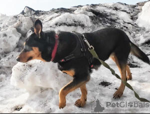 Foto №4. Ich werde verkaufen mischlingshund in der Stadt Москва. aus dem tierheim - preis - Frei