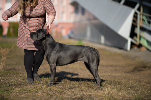 Foto №4. Ich werde verkaufen cane corso italiano in der Stadt Ischewsk. quotient 	ankündigung - preis - 564€
