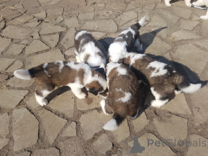 Foto №2 zu Ankündigung № 158981 zu verkaufen bernhardiner - einkaufen Lettland quotient 	ankündigung, züchter