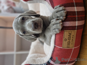 Foto №2 zu Ankündigung № 149585 zu verkaufen weimaraner - einkaufen Kasachstan züchter