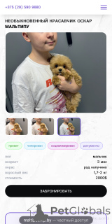Foto №2 zu Ankündigung № 160086 zu verkaufen maltipu - einkaufen Weißrussland vom kindergarten