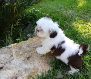 Foto №2 zu Ankündigung № 142822 zu verkaufen shih tzu - einkaufen Deutschland quotient 	ankündigung