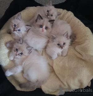 Foto №4. Ich werde verkaufen ragdoll-katze in der Stadt Ingolstadt. züchter - preis - 280€