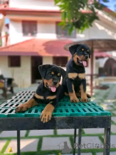 Foto №1. rottweiler - zum Verkauf in der Stadt Berlin | 800€ | Ankündigung № 137951
