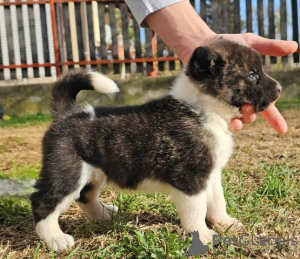 Zusätzliche Fotos: Amerikanischer Akita, Welpen