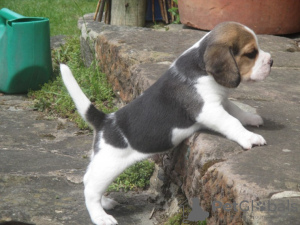 Foto №1. beagle - zum Verkauf in der Stadt Mailand | 300€ | Ankündigung № 115611