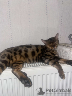 Foto №3. Bengalkatze. Belgien