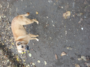 Foto №1. mischlingshund - zum Verkauf in der Stadt Odessa | Frei | Ankündigung № 83236