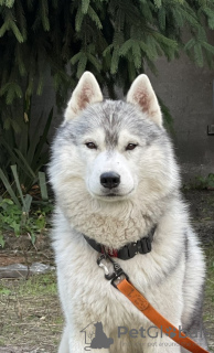 Foto №4. Ich werde verkaufen siberian husky in der Stadt Kiew. vom kindergarten, züchter - preis - 962€