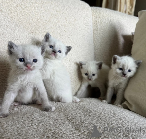 Foto №1. siamkatze - zum Verkauf in der Stadt Kilburg | 350€ | Ankündigung № 174544