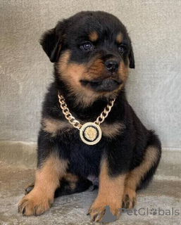 Foto №2 zu Ankündigung № 170358 zu verkaufen rottweiler - einkaufen Schweden 
