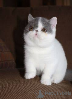 Foto №3. Chatons Exotic Shorthair sind auf Anfrage erhältlich.. Belgien