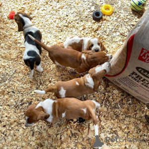 Foto №1. basset hound - zum Verkauf in der Stadt Bayerisch Eisenstein | verhandelt | Ankündigung № 167557