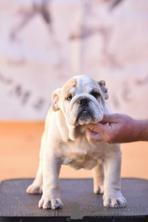 Foto №1. englische bulldogge - zum Verkauf in der Stadt Ljig | verhandelt | Ankündigung № 76019