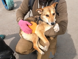 Foto №1. mischlingshund - zum Verkauf in der Stadt Москва | Frei | Ankündigung № 102687