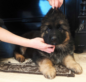 Foto №2 zu Ankündigung № 5121 zu verkaufen deutscher schäferhund - einkaufen Ukraine züchter