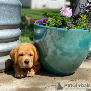 Foto №1. labrador retriever - zum Verkauf in der Stadt Гарлява | 400€ | Ankündigung № 12224